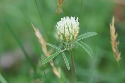 <i>Trifolium ochroleucon</i>
