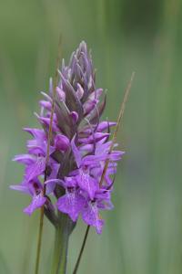 <i>Dactylorhiza praetermissa</i>