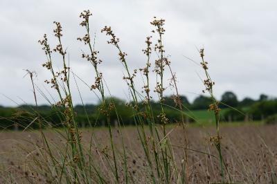 <i>Juncus subnodulosus</i>