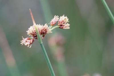 <i>Schoenoplectus tabernaemontani</i>