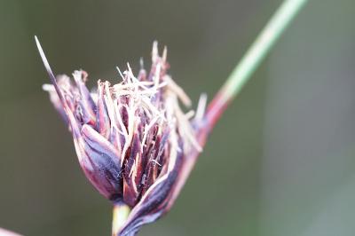 <i>Schoenus nigricans</i>