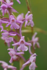 <i>Gymnadenia conopsea</i>