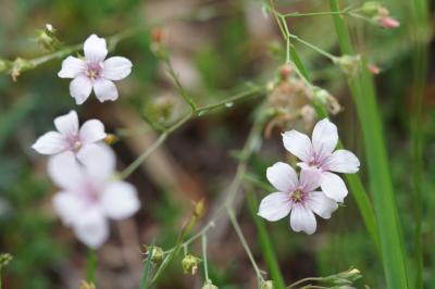 <i>Linum tenuifolium</i>