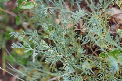 Seseli montanum