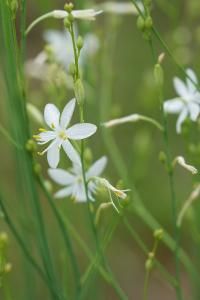 <i>Anthericum ramosum</i>