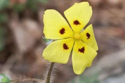 <i>Tuberaria guttata</i>