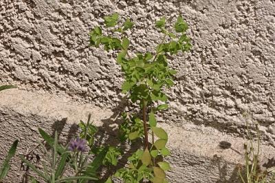 <i>Euphorbia peplus</i>