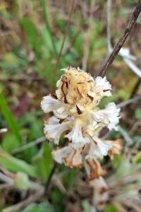 <i>Orobanche picridis-hieracioidis</i>