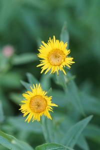 <i>Inula salicina</i>
