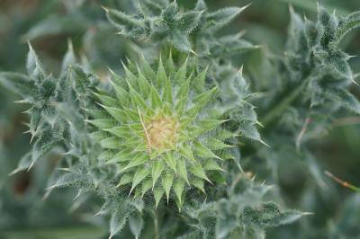 <i>Cirsium eriophorum</i>