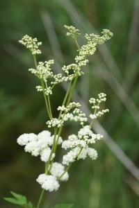 <i>Filipendula ulmaria</i>