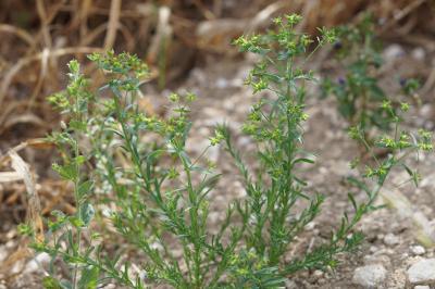 <i>Euphorbia exigua</i>