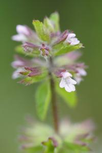 <i>Stachys arvensis</i>