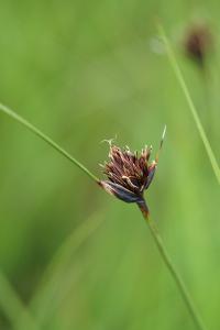 <i>Schoenus nigricans</i>