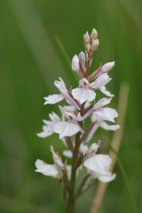 <i>Dactylorhiza maculata</i>