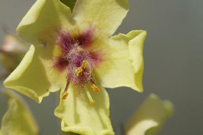 <i>Verbascum virgatum</i>