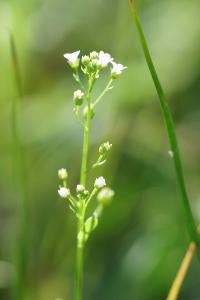 <i>Samolus valerandi</i>