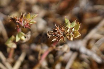 <i>Trifolium scabrum</i>