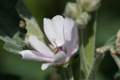 <i>Althaea officinalis</i>
