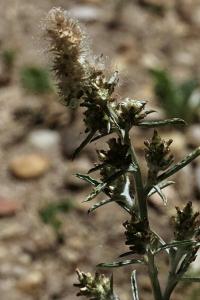 <i>Gamochaeta antillana</i>