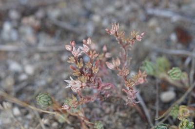<i>Sedum rubens</i>