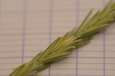 <i>Elytrigia repens</i>