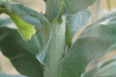 <i>Verbascum thapsus</i>
