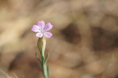 <i>Petrorhagia prolifera</i>