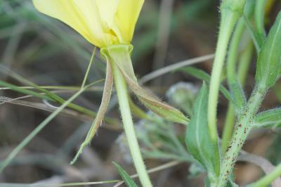 <i>Oenothera glazioviana</i>