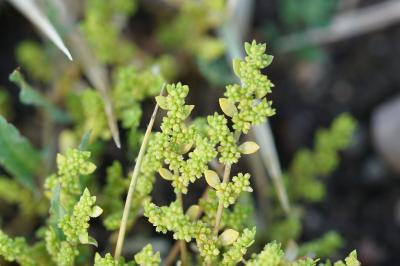 <i>Herniaria glabra</i>