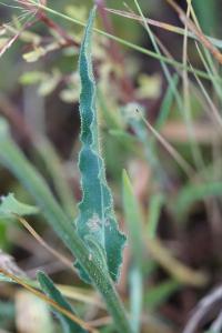 <i>Picris hieracioides</i>