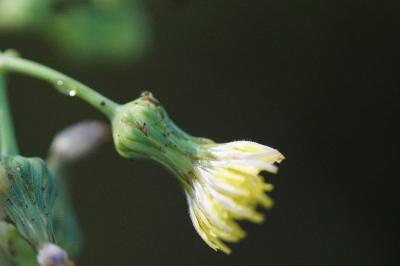 <i>Sonchus asper</i>