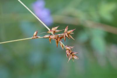 <i>Carex spicata</i>