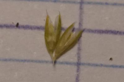 <i>Phleum phleoides</i>