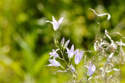 <i>Campanula rapunculus</i>