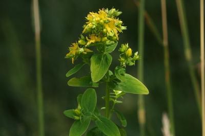 <i>Hypericum perforatum</i>