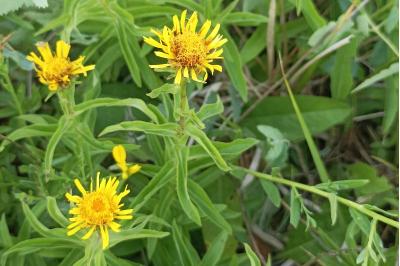 <i>Inula salicina</i>