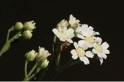<i>Achillea ptarmica</i>
