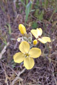 <i>Coincya monensis</i>