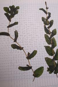 <i>Potamogeton perfoliatus</i>