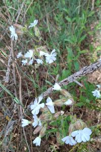 <i>Silene latifolia</i>