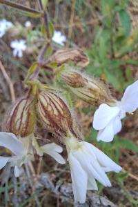 <i>Silene latifolia</i>