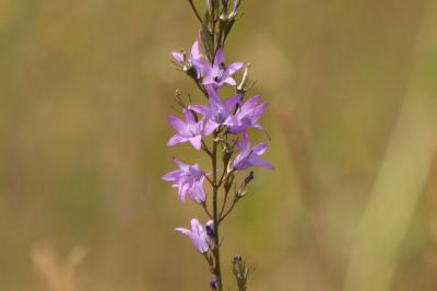 <i>Campanula rapunculus</i>