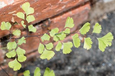 Pteridaceae