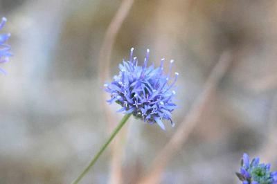 <i>Jasione montana</i>