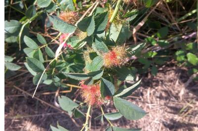 <i>Rosa villosa</i>