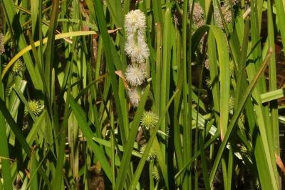 <i>Sparganium emersum</i>