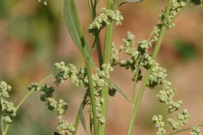 Chenopodium album