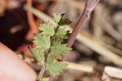 <i>Pimpinella saxifraga</i>