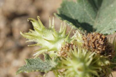 <i>Xanthium orientale subsp. orientale</i>